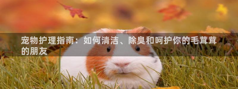 尊龙凯时：宠物护理指南：如何清洁、除臭和呵护你的毛茸茸
